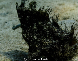 hairy frogfish pooping by Eduardo Nadal 